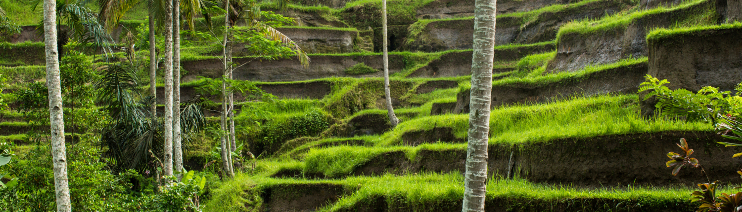 Rice fields, Ubud, Bali