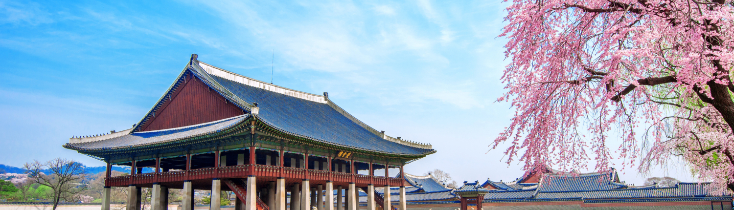 Gyeongbokgung Palace with cherry blossom in spring,South Korea.
